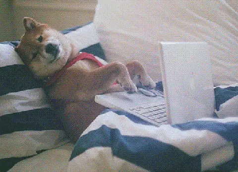 This dog knows 10 Ways Email Can Improve Your Business